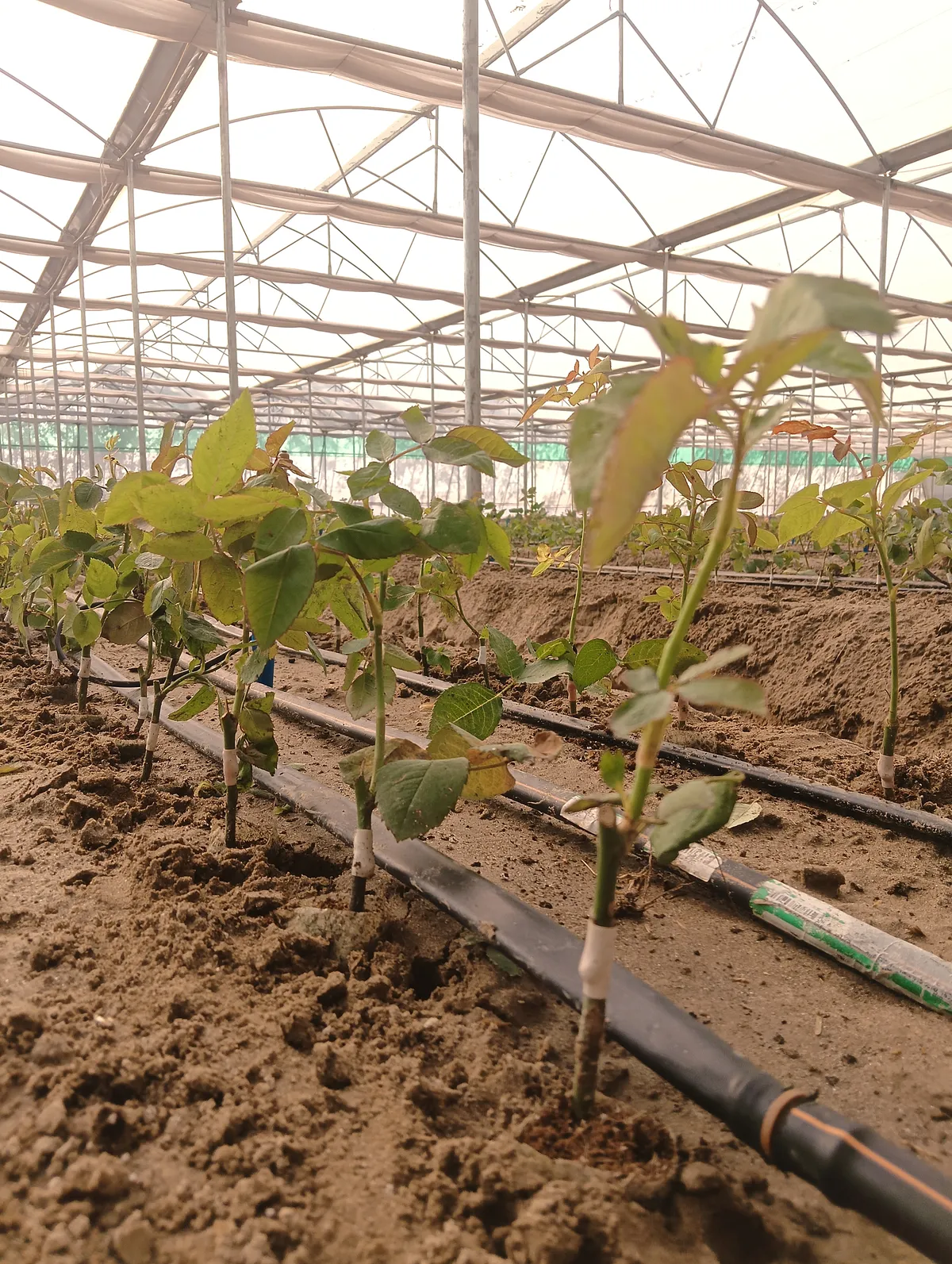 ICON Horticulture Field Work - Polyhouse & Net House Construction